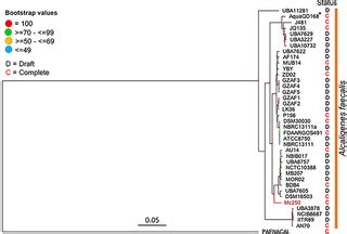 alcaligenes faecalis biochemical tests|Complete genome sequence and analysis of Alcaligenes faecalis .